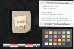 Foto (Objekt + Etikett) von Myrsine radobojana  (NHMW-GEO-2024-0188-11426)